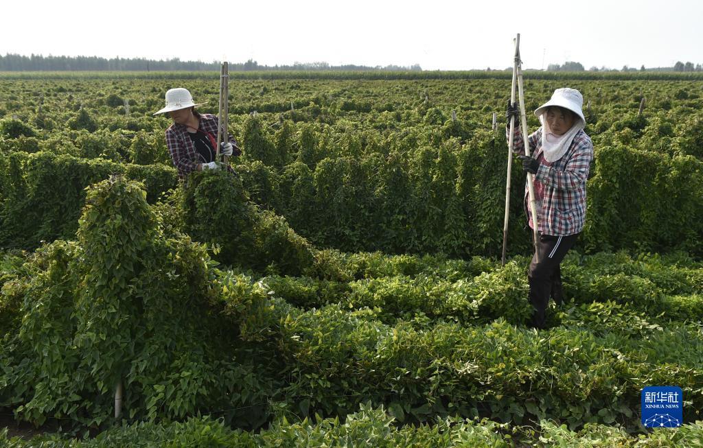 电脑怎么下载申博